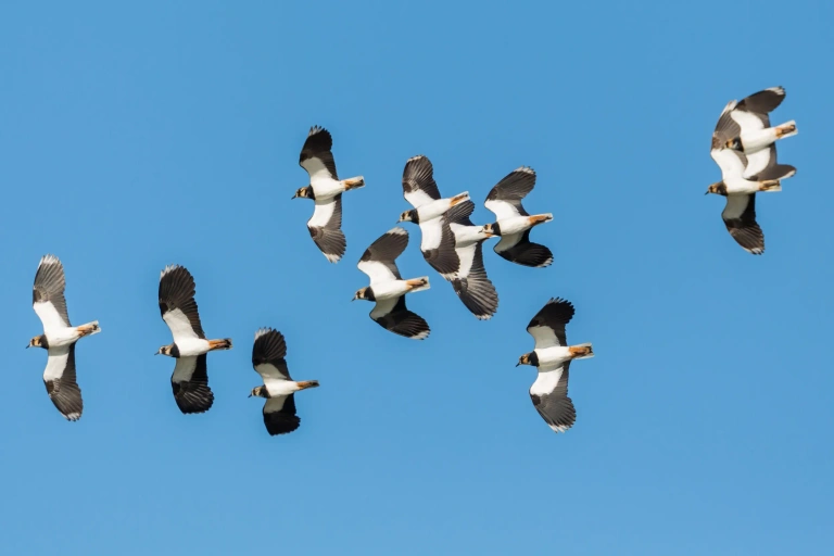 RSPB Lapwing